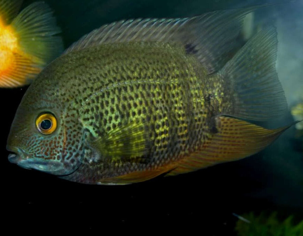 Gommers  HEROS SEVERUM
