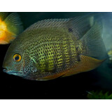 Gommers HEROS SEVERUM