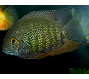 Gommers HEROS SEVERUM