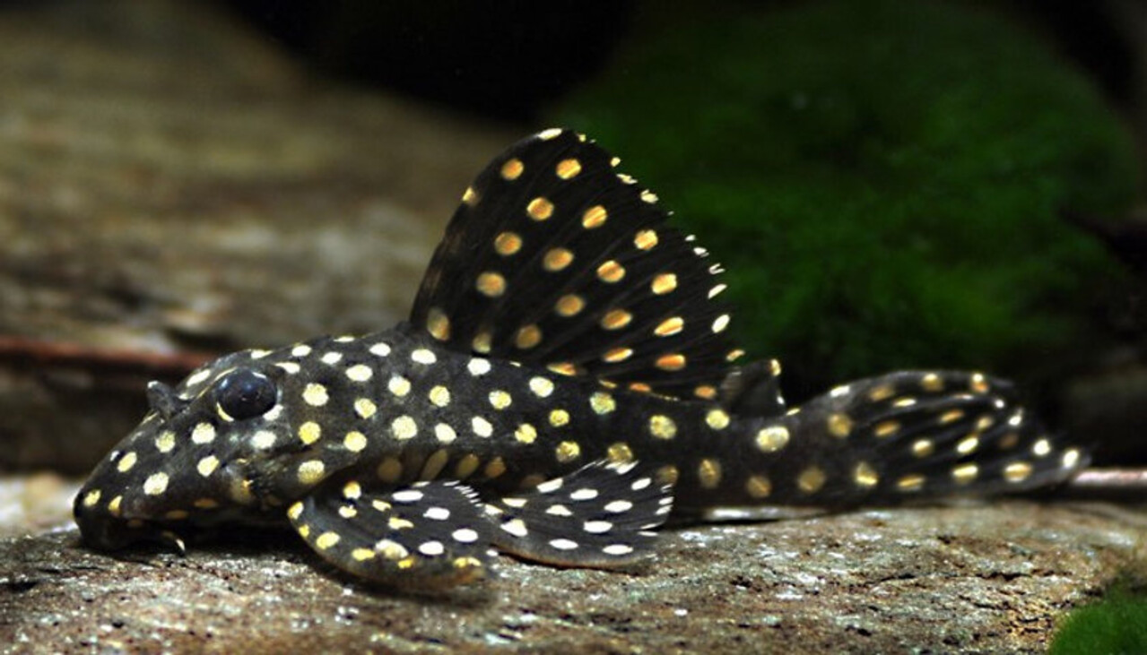 Gommers HYPANCISTRUS INSPECTOR L201