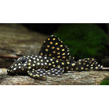 Gommers HYPANCISTRUS INSPECTOR L201