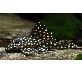 Gommers HYPANCISTRUS INSPECTOR L201