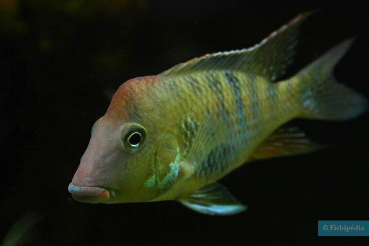 Gommers GEOPHAGUS STEINDACHNERI