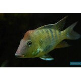 Gommers GEOPHAGUS STEINDACHNERI