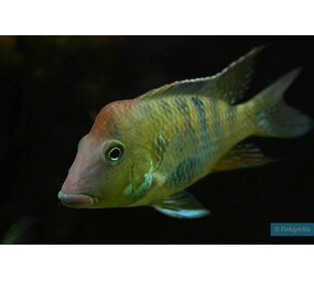 Gommers GEOPHAGUS STEINDACHNERI