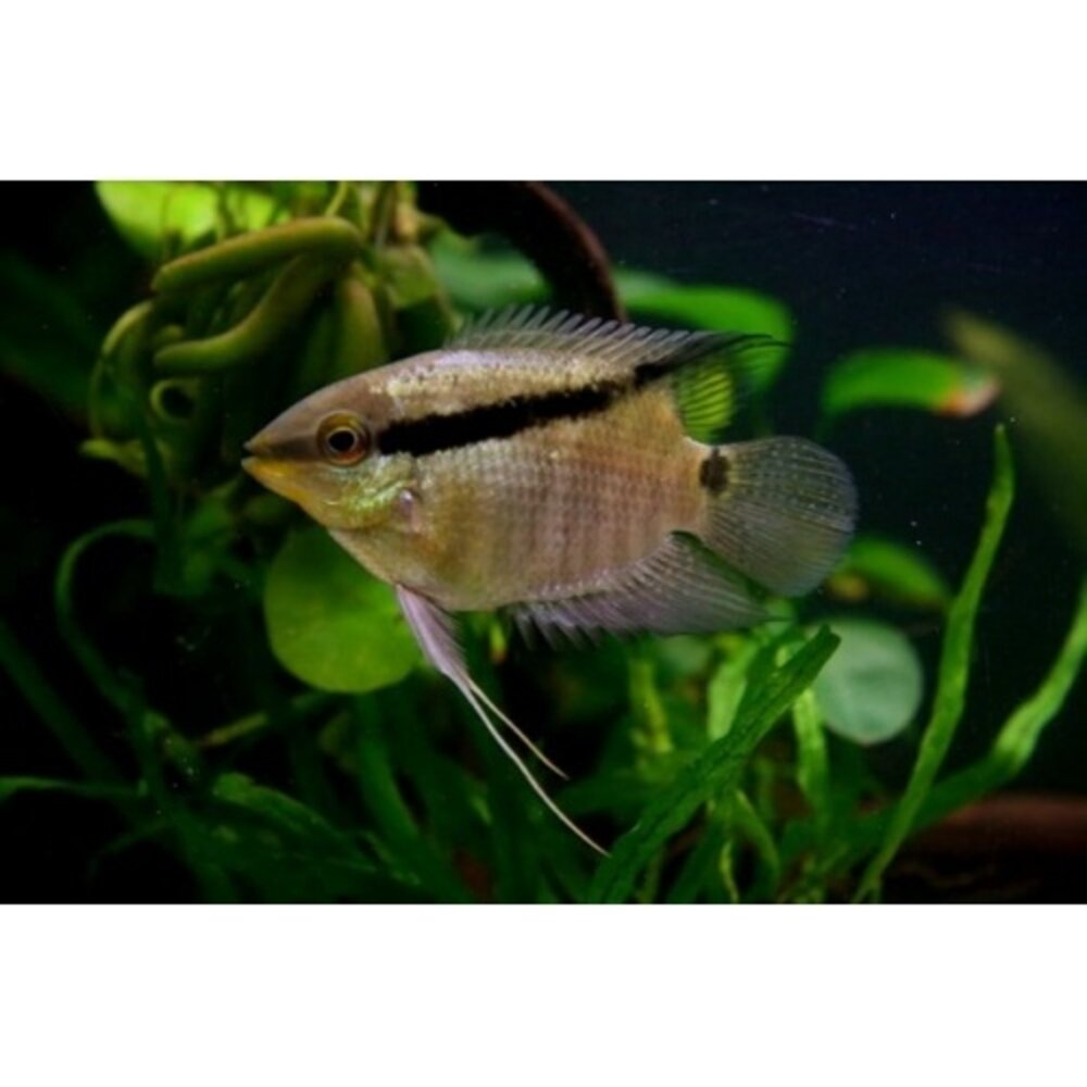 Gommers MESONAUTA FESTIVUS