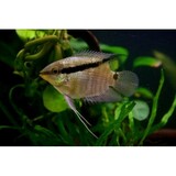 Gommers MESONAUTA FESTIVUS