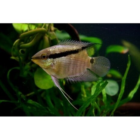 Gommers MESONAUTA FESTIVUS