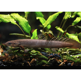 Gommers POLYPTERUS SENEGALUS
