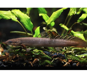 Gommers POLYPTERUS SENEGALUS