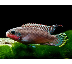 Gommers PELVICACHROMIS TAENIATUS