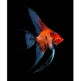 PTEROPHYLLUM SCALARE RED DEVIL