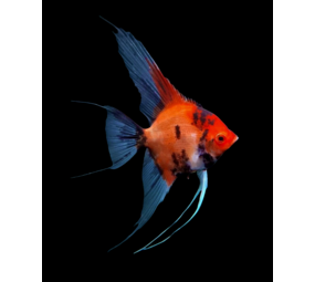 PTEROPHYLLUM SCALARE RED DEVIL