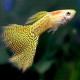 Poecilia Reticulata Snakeskin Yellow