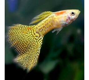 Poecilia Reticulata Snakeskin Yellow