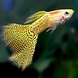 Poecilia Reticulata Snakeskin Yellow