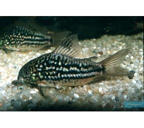 CORYDORAS NAPOENSIS