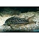 CORYDORAS NAPOENSIS