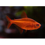 Gommers Hyphessobrycon sp. muzel red cherry