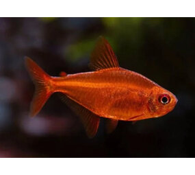 Gommers Hyphessobrycon sp. muzel red cherry