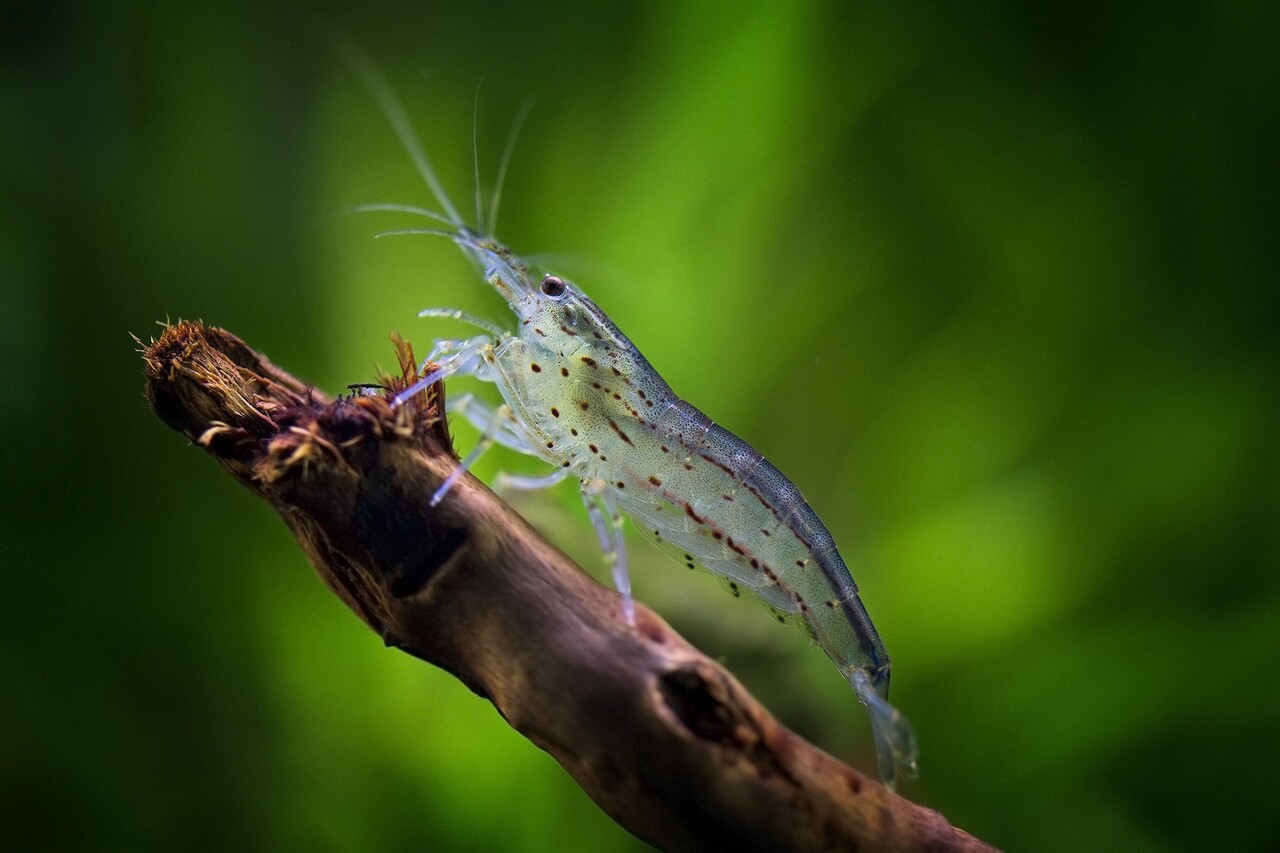 Gommers Caridina Multidentata Amano