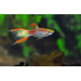 Gommers Poecilia Reticulata Endler Yellow Laser