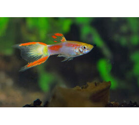 Gommers Poecilia Reticulata Endler Yellow Laser