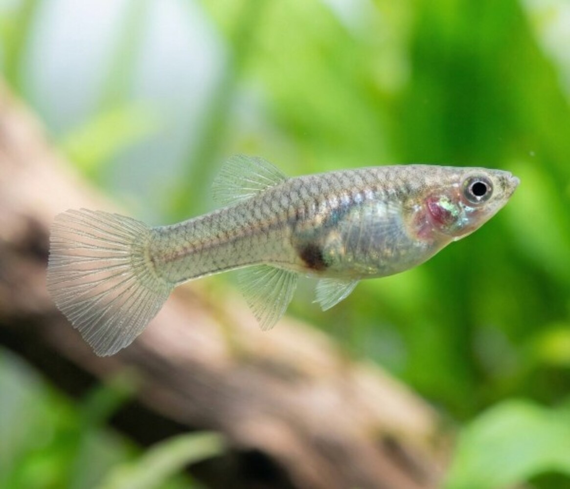 Gommers Poecilia Wingei Endler Vrouw