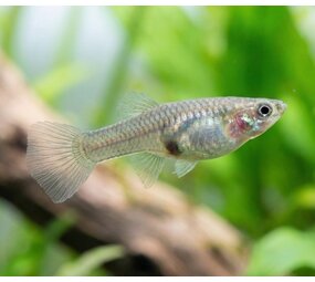 Gommers Poecilia Wingei Endler Vrouw