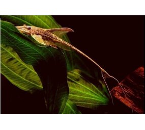 Gommers STURISOMA AUREUM