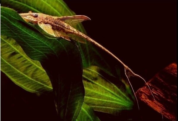 Gommers  STURISOMA AUREUM