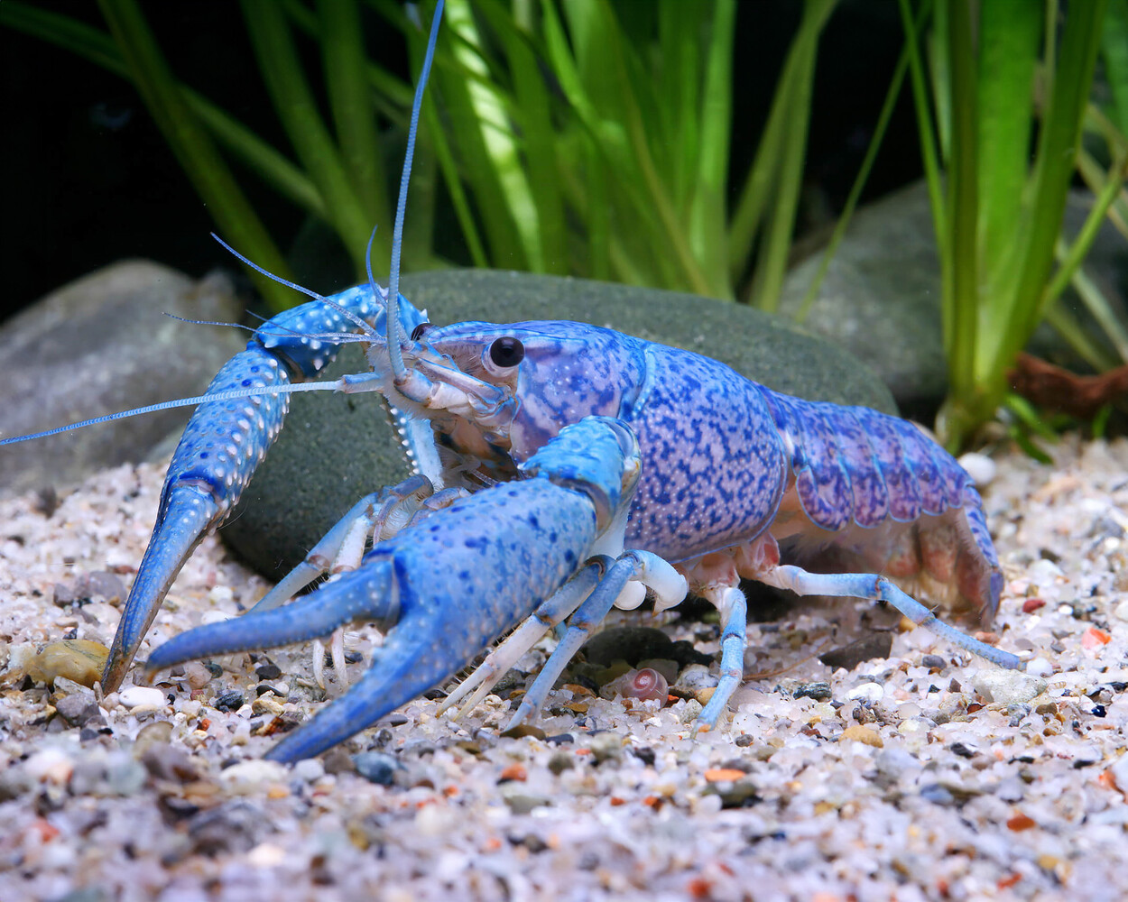PROCAMBARUS ALLENI