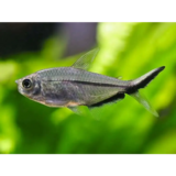 Gommers MOENKHAUSIA COSTAE