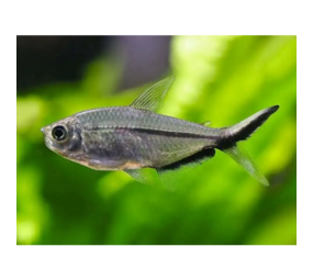 Gommers MOENKHAUSIA COSTAE