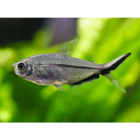 Gommers MOENKHAUSIA COSTAE