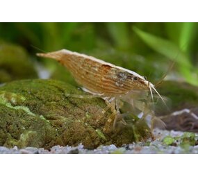 Gommers ATYOPSIS MOLLUCCENSIS