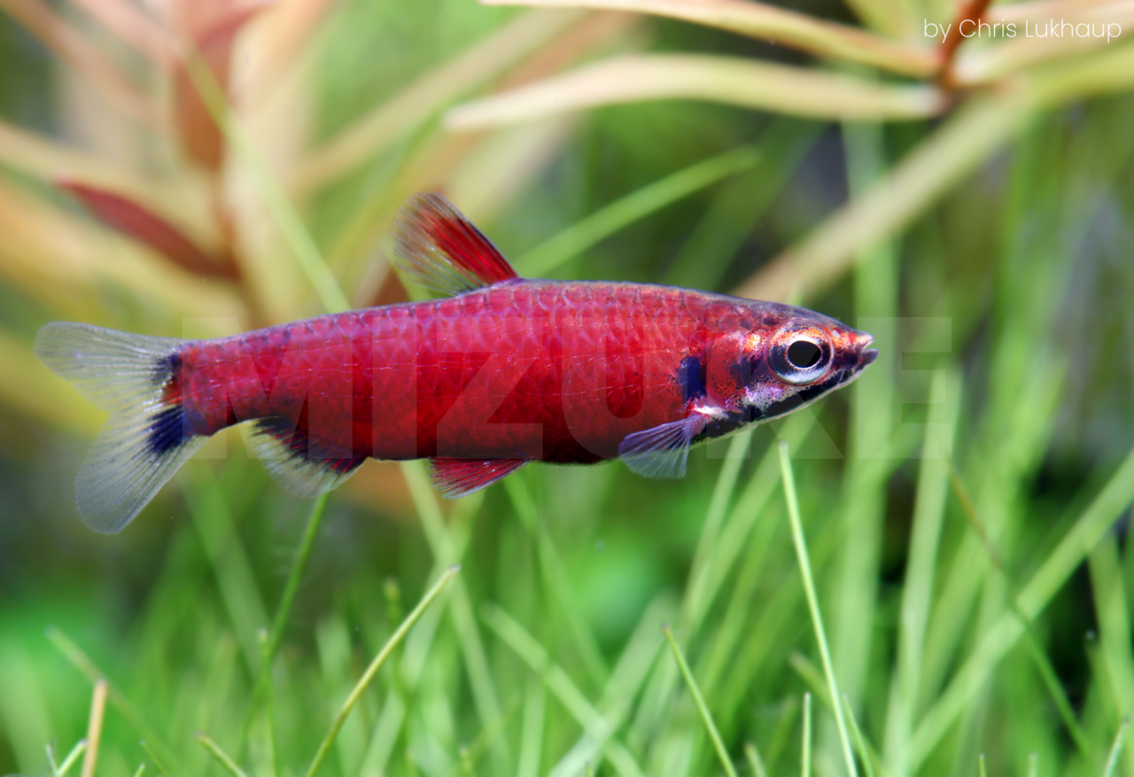 Gommers NANNOSTOMUS AMAYA