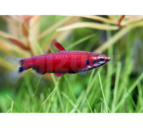 Gommers NANNOSTOMUS AMAYA