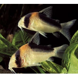 Gommers Corydoras Adolfoi