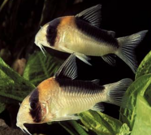 Gommers Corydoras Adolfoi