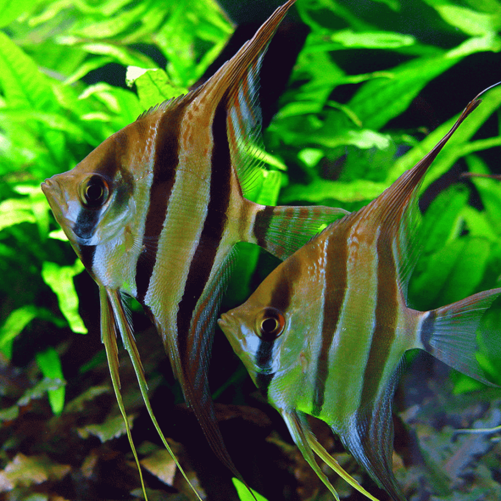 Gommers PTEROPHYLLUM SCALARE ORINOCO ALTUM