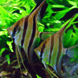 Gommers PTEROPHYLLUM SCALARE ORINOCO ALTUM