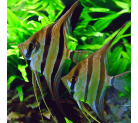 Gommers PTEROPHYLLUM SCALARE ORINOCO ALTUM