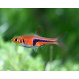 Gommers Rasbora Espei
