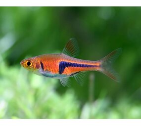 Gommers Rasbora Espei