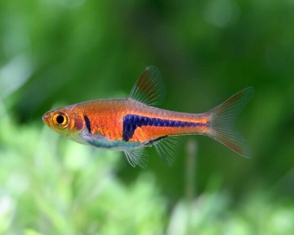 Gommers Rasbora Espei