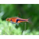 Gommers Rasbora Espei