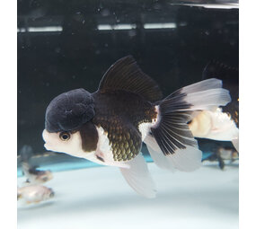 Gommers CARASSIUS AURATUS PANDA