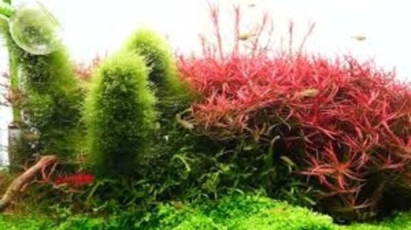 Chihiros CHIHIROS WRGB2 SLIM 45 CM 35W BLACKINCL DUITSE T