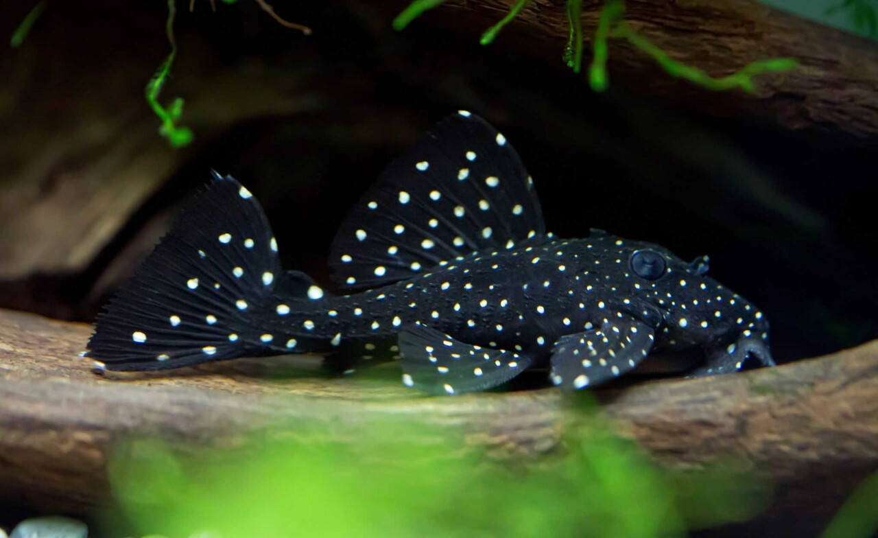 Gommers L240 LEPORACANTHICUS CF.GALAXIAS